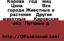 Корова 1 год 4 мец › Цена ­ 27 000 - Все города Животные и растения » Другие животные   . Кировская обл.,Луговые д.